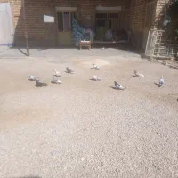 کبوتر بهبهونی