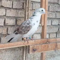 کبوتر پرشی|پرنده|نقده, |دیوار