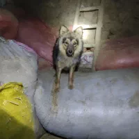 پامر روباهی