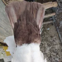 جفت دمدار|پرنده|راور, |دیوار