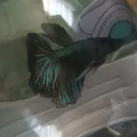 ماهی فایتر|ماهی|تبریز, |دیوار