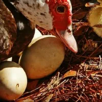 مرغ و اردک سیما و بوقلمون|حیوانات مزرعه|قوچان, |دیوار
