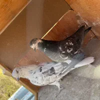 کفتر قلمه|پرنده|تهران, اکباتان|دیوار