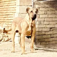 سگ سرابی خالص نسل بلبل|سگ|ملایر, |دیوار