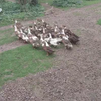 ۲۶ عدد اردک۶ماهه بصورت نقد ویکجا به فروش میرسد