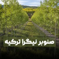 نهال صنوبر با درآمد بالا + سلامت و اصالت از جهاد