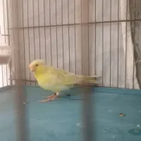 قناری جوجه نروماده کاکلی|پرنده|قرچک, شهرک طلائیه|دیوار