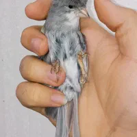 تعدادی قناری نر قرص بخون مست در رنگ های مختلف|پرنده|تهران, مسعودیه|دیوار