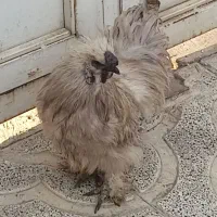 خروس ابریشمی فرانسوی|حیوانات مزرعه|هشتگرد, هشتگرد قدیم|دیوار