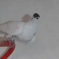 جفت سرکانکاری