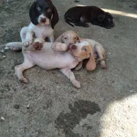 فروش توله پوینتر آلمان ۷۰روز انگل تراپی شده