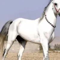 اسب و لوازم اسب سواری