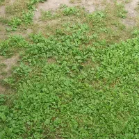 فروش یک پلاک زمین مسکونی بلوار طبرسی
