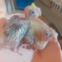 جوجه ۱۰ روز ه