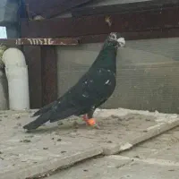 سار سیاه تخته