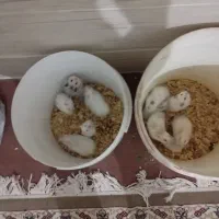 همستر|موش و خرگوش|یزد, |دیوار