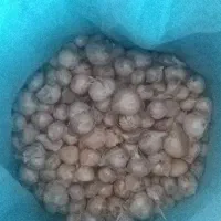 موسیر