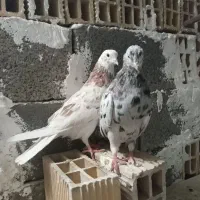 کفتر جفتی ۱۸۰۰|پرنده|صباشهر, |دیوار