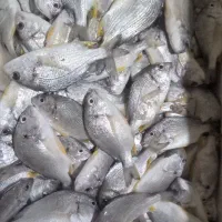 ماهی شانگ متوسط