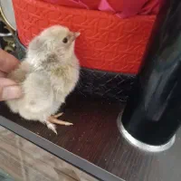 جوجه محلی کچل. لپ دار