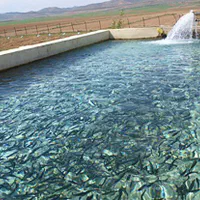 سرمایه گذار یا شریک برای پرورش ماهی متراکم