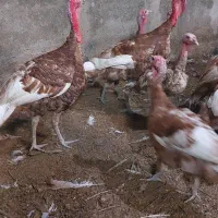 بوقلمون نژاد فوق سنگین بوربن اصل|حیوانات مزرعه|گرگان, |دیوار