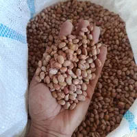 لوبیا چیتی درجه 2 محلی سرحد اقتصادی