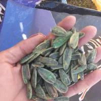 تخمه|عمده‌فروشی|ایلام, |دیوار