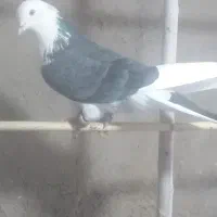 چندتاکفترخوب شکارشب.