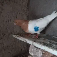 طوقی