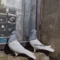 کفتر رنگی|پرنده|یامچی, |دیوار