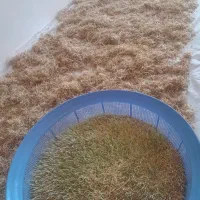 جوانه گندم