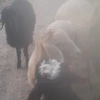 تعداد‌بره‌پلواری