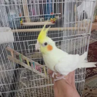 عروس هلندی دستی معاوضه با ماده بالغ