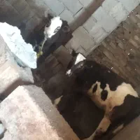 گاو و گوساله|حیوانات مزرعه|تبریز, |دیوار