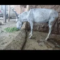 خر میانسال منتها سرپا