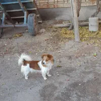 سگ پاکوتا گمشده|حیوانات|گوگان, |دیوار