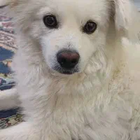 توله اشپیتز|سگ|قرچک, مجتمع مسکونی طبیعت|دیوار