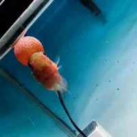 فلاور رد دراگون معاوضه با چانا یا فروش