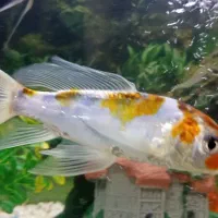 دو عدد ماهی سوپر باله