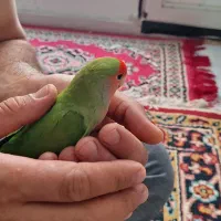 کوتوله