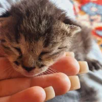 بچه گربه رایگان