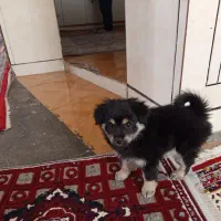 سگ خانگی شپردمن