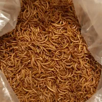 میلورم سوپر ورم زنده خشک|خزنده|اهواز, نادری|دیوار