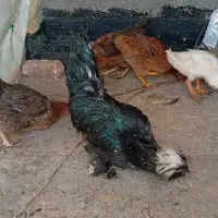 مرغ و خروس و اردک