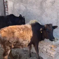 گوساله گیلدورگ.گوساله.