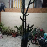 گل کاکتوس