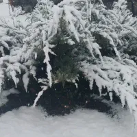 بخاری گازی و کپسولی