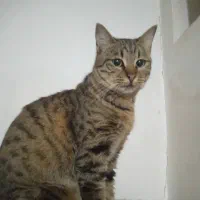 گربه خط دار راه راه