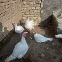 بوقلمون بیوتی